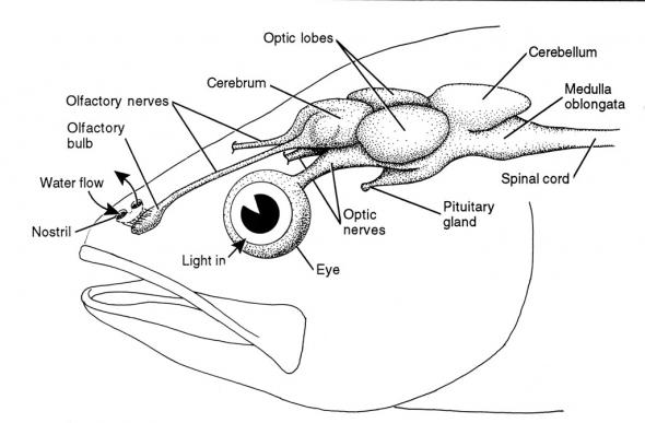 mind-brain of a fish